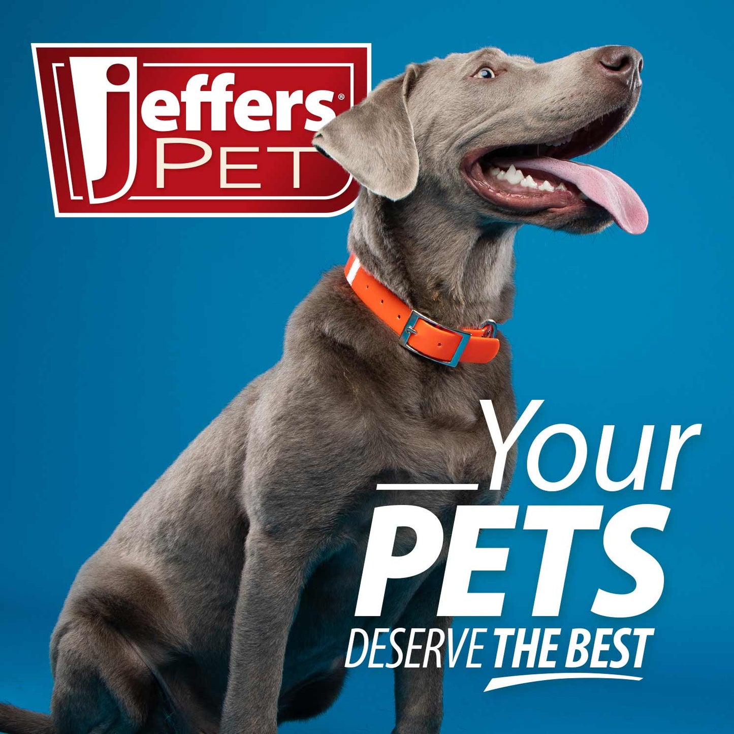 Jeffers Diawin Digestive Support for Dogs - Bismuth Tummy Relief for Diarrhea
